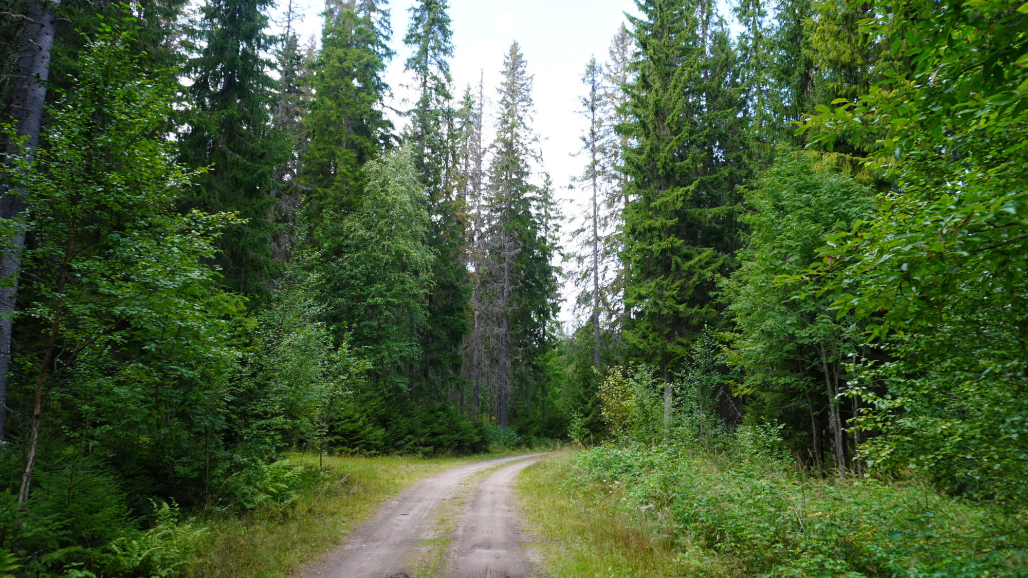 Waldweg durch lichten Wald